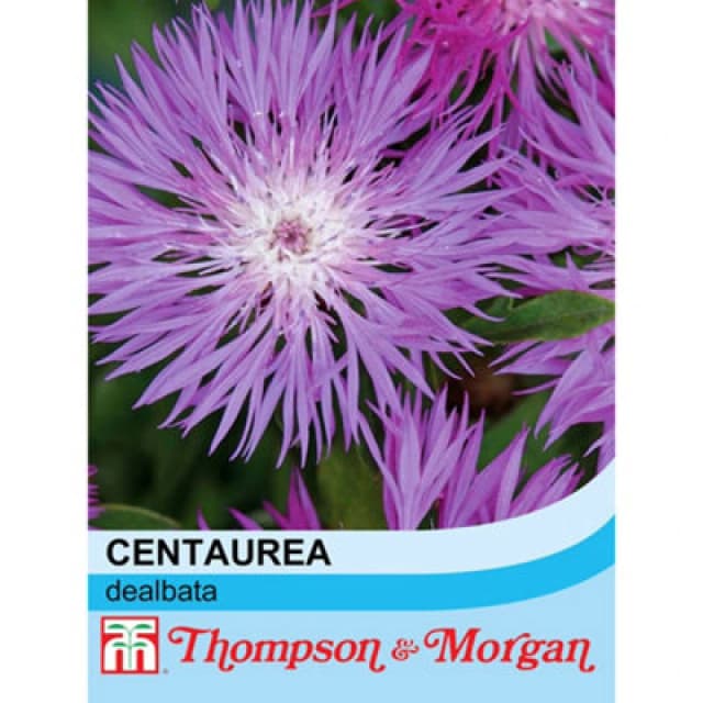 Thompson & Morgan Cornflower (Perennial) Dealbata 1 Seed Packet (80 Seeds)