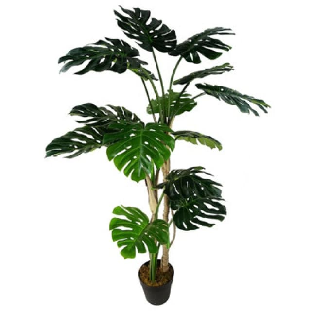 Leaf 150Cm (5ft) Luxury Monstera Cheese Plant Black Pot