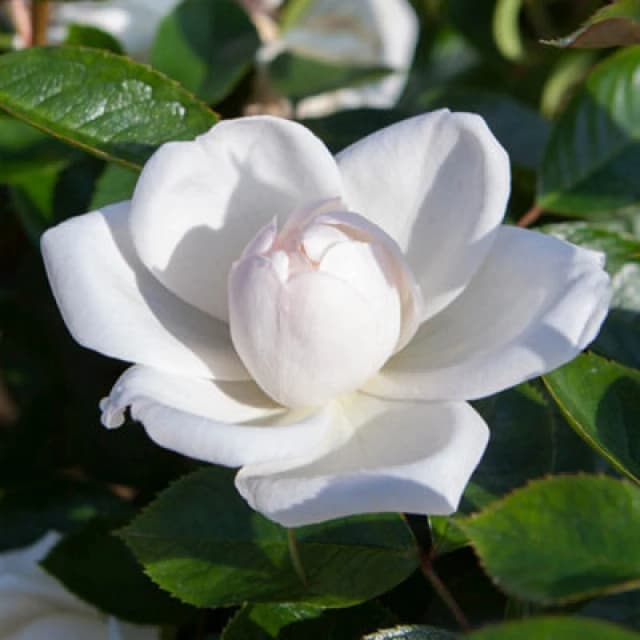 Yougarden Harkness Rose 'white Wedding' 4 Litre Pot, Celebration Rose, Ready To Plant, Grow, And Gift, Grow In Pots And Garden Borders, Frag