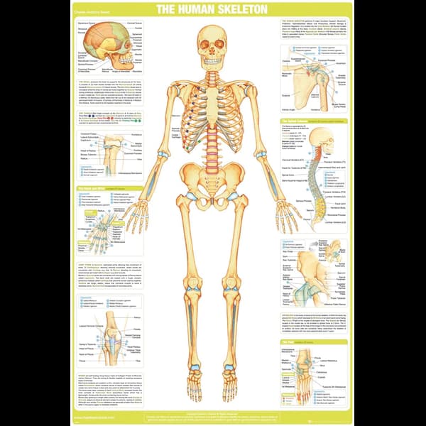 Chartex - The Human Skeleton Maxi Poster