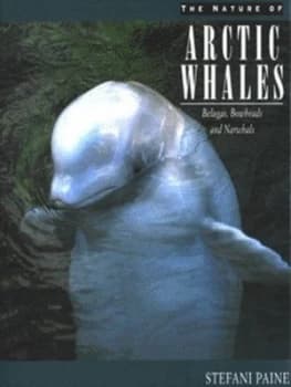 The Nature of Arctic Whales by Stefani Paine Hardback
