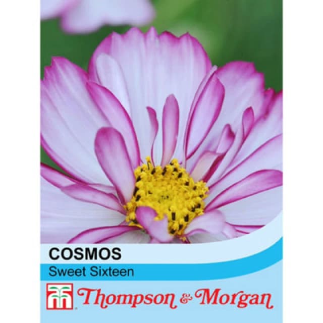 Thompson & Morgan Cosmos Sweet Sixteen 1 Seed Packet (70 Seeds)