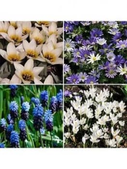 Santorini Bulb Collection 140 Bulbs