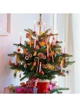 Pot Grown Nordmann Christmas Tree 80-100Cm