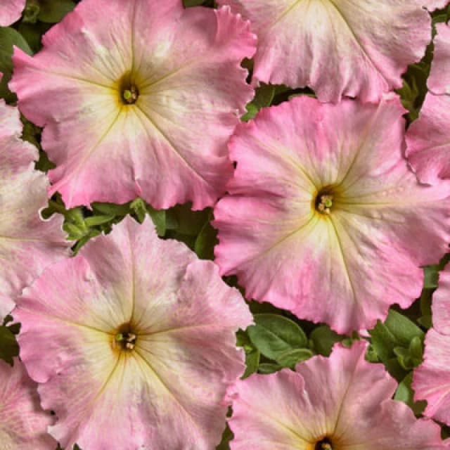 Petunia Hybrida Alenka F1 Baby Pink & Yellow Vintage Blooms Easy Bedding Flower Seeds (30) By Thompson & Morgan