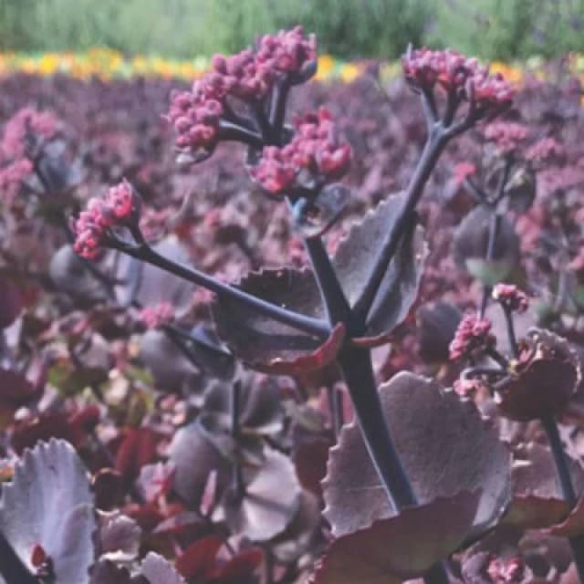 Thompson & Morgan Sedum Ussuriense Turkish Delight Seeds - Hardy Perennial Plant For Garden Patio Pots & Containers