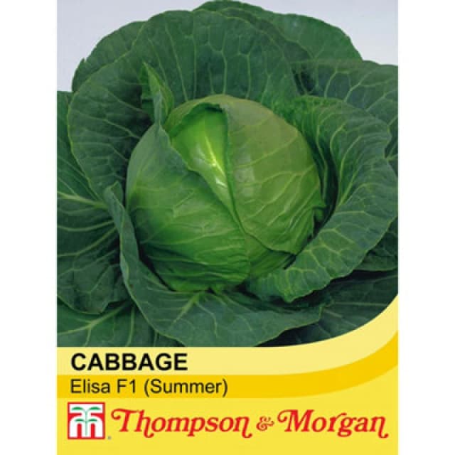 Thompson & Morgan Cabbage Elisa F1 Hybrid 1 Seed Packet (30 Seeds)