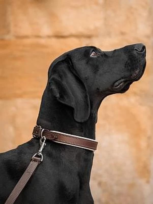Lords and Labradors Italian Padded Leather Collar Brown & Cream XS, Brown 24689