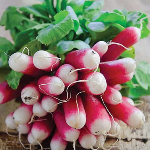 Thompson & Morgan Radish French Breakfast 3 - Rhs Kids 1 Seed Packet