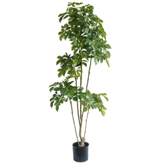 N/A 180cm Radermachera Realistic Artificial Tree