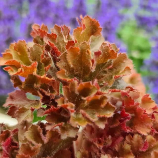 Thompson & Morgan Heuchera Frilly 9Cm Potted Plant X 1