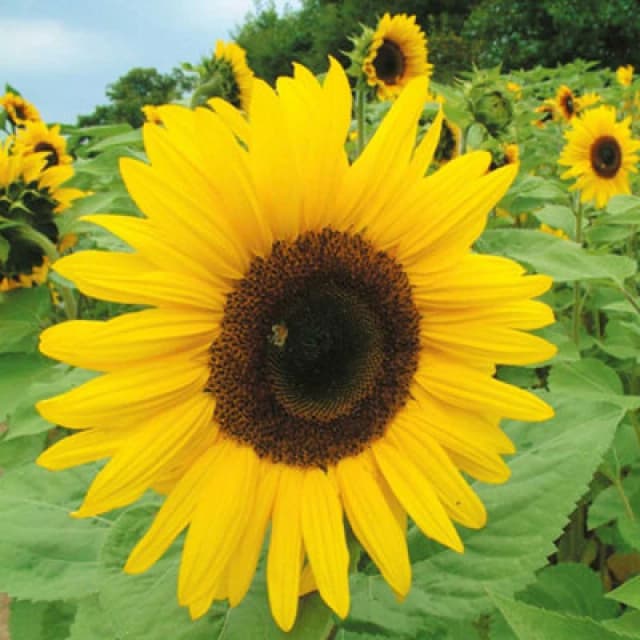 Thompson & Morgan Sunflower Giant Yellow 1 Seed Packet (50 Seeds)
