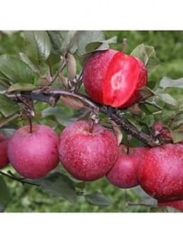 Apple Tree 'Tickled Pink' 7.5L Potted Plant 1.4M Tall