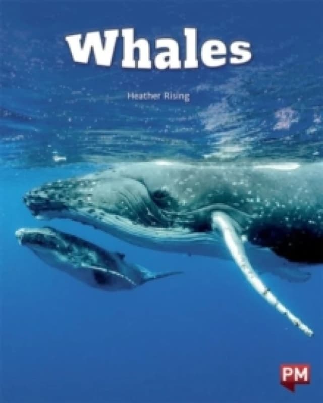 WHALES Paperback