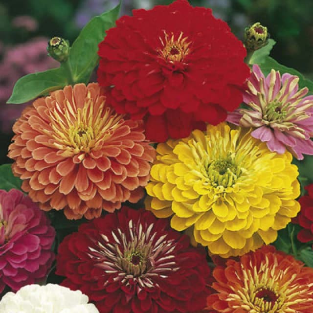 Thompson & Morgan Zinnia Fire-Works Mix 1 Seed Packet (120 Seeds)