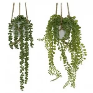 Hanging Potted Plant (1 Random Supplied)