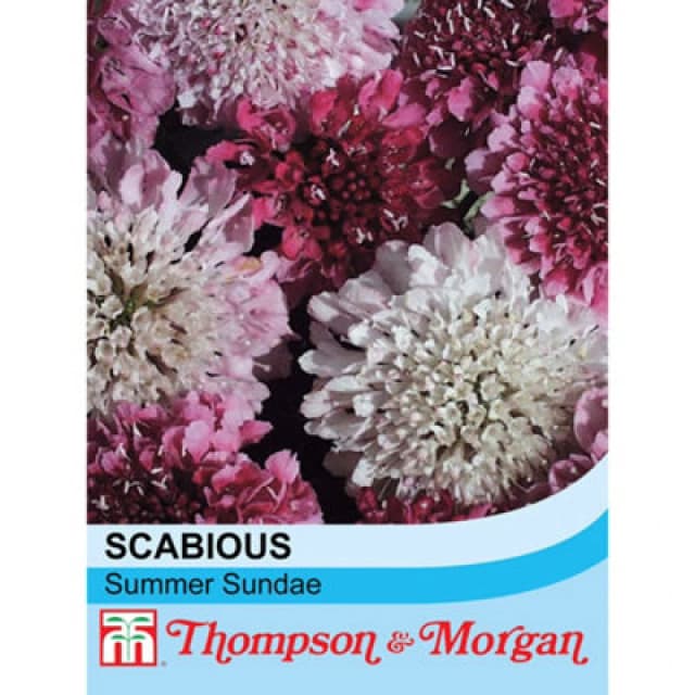 Thompson & Morgan Scabiosa Summer Sundae 1 Seed Packet (50 Seeds)