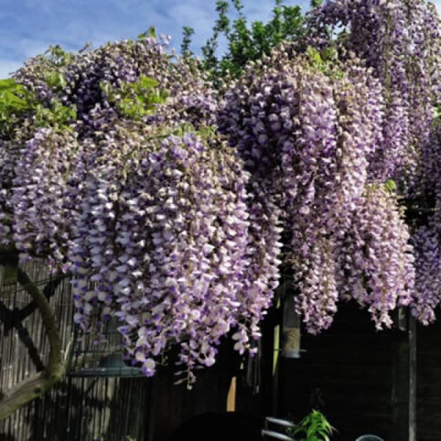 Thompson & Morgan Wisteria Prolific 1.5 Litre Potted Plant X 3