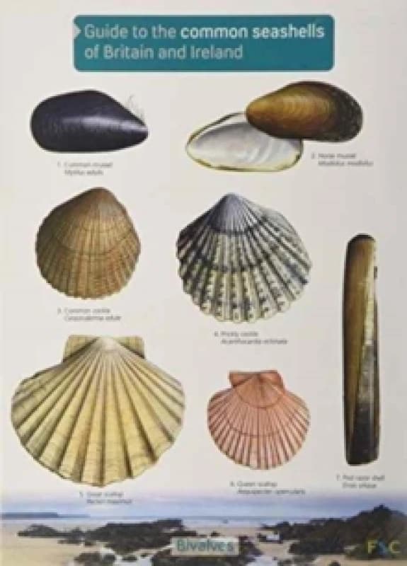 Guide to the Common Seashells of Britain and Ireland Fold-out book or chart