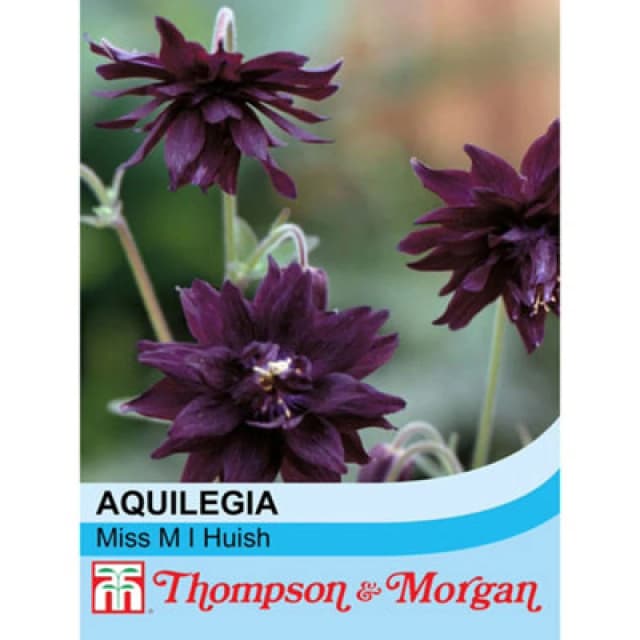 Thompson & Morgan Aquilegia Vulgaris Miss M.i. Huish 1 Seed Packet (50 Seeds)