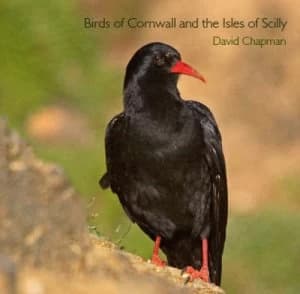 Birds of Cornwall and the Isles of Scilly by David Chapman Paperback