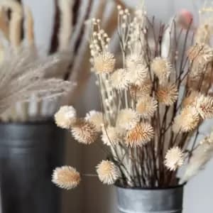 Crossland Grove Dried Thistle Bundle In Paper Wrap Natural H540Mm