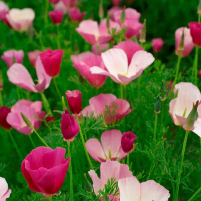 Californian Poppy Purple Gleam Seeds - Easy Annual For Dry Gardens 200 Seeds By Thompson & Morgan