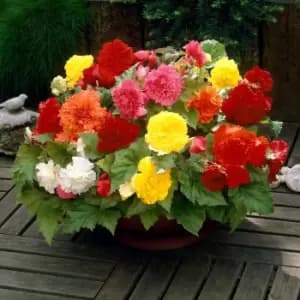 Yougarden Begonia Fimbriata Mix x 10 Tubers