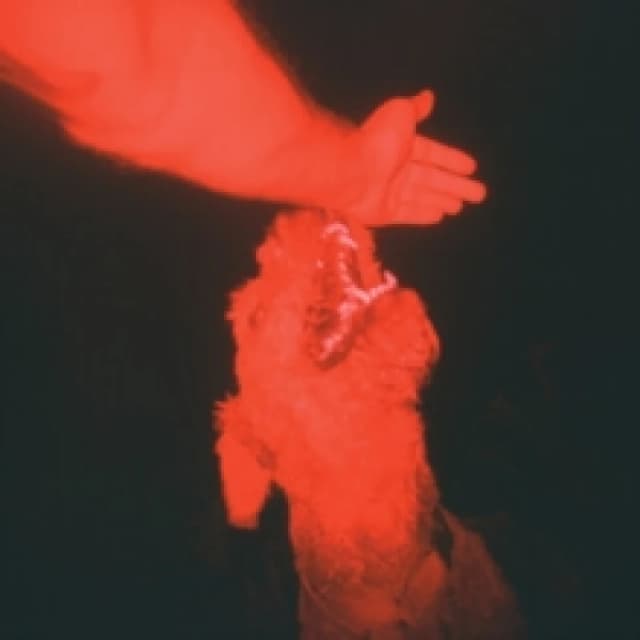 A Trick of the Light Vinyl