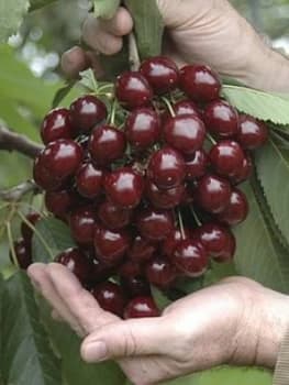 Patio Cherry Little Stella 4L Pot