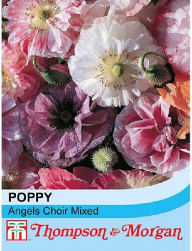 Thompson & Morgan Poppy Angels Choir Mixed 1 Seed Packet (250 Seeds)