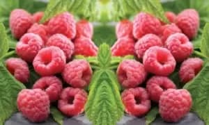 Raspberry Polka Canes: 6