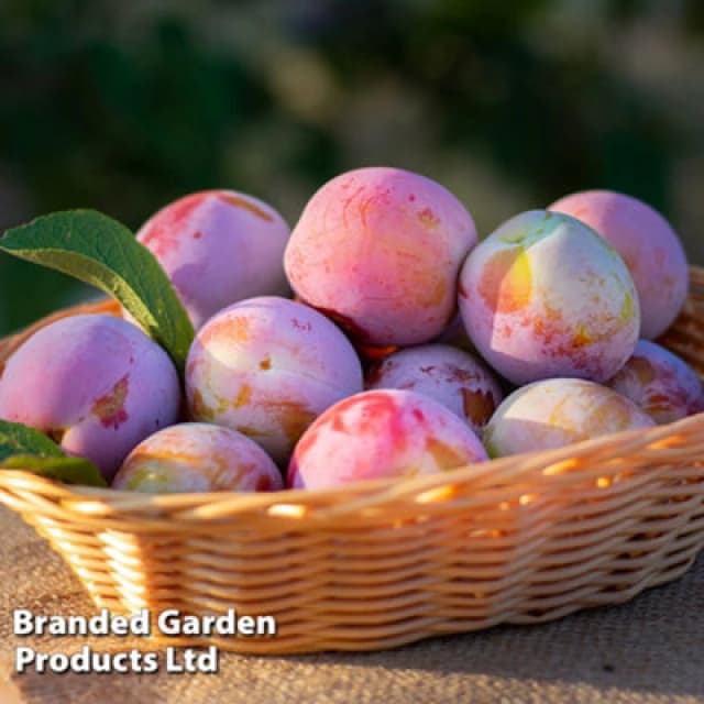 Thompson & Morgan Grow Your Own Fruit Wonder Tree Plum Opal 24Cm Pot X 1