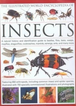 The Illustrated World Encyclopedia of Insects by Martin Walters Hardback