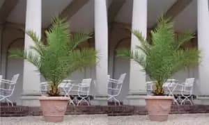 Canary Island Phoenix Palms 1.5-Litre Pot Plant: One