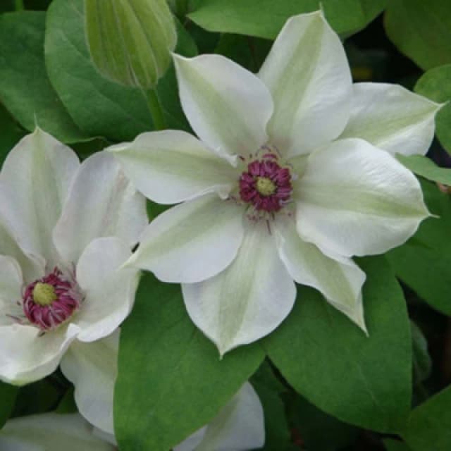 Thompson & Morgan Clematis Miss Bateman White Compact Climber 7Cm Pot X3