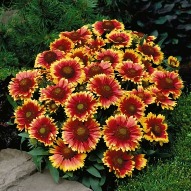 Thompson & Morgan Gaillardia Arizona Sun 1 Litre Potted Plant X 2