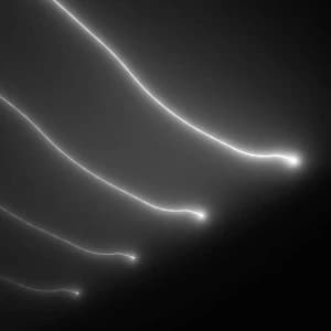 Elektro Guzzi - Parade Vinyl