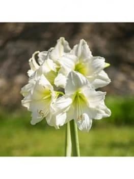 White Amaryllis Bulb Size 26/29