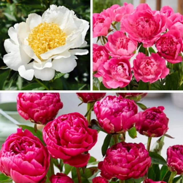 Yougarden Patio Peony Bare Root Collection, Set Of 3 Compact Double Bloom Peonies, Ready To Plant For Pots And Borders
