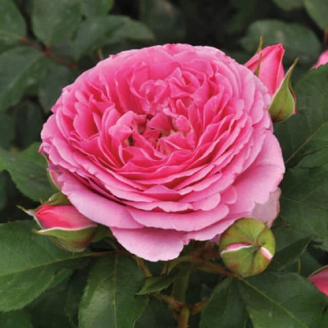 You Garden Yougarden Rose 'platinum Jubilee', Set Of Two Bare Root Rose, Ready To Plant