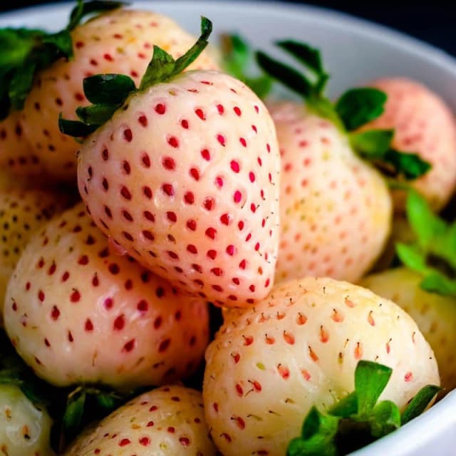 YouGarden Strawberry Runners - Pineberry Multi unisex 20 Plants