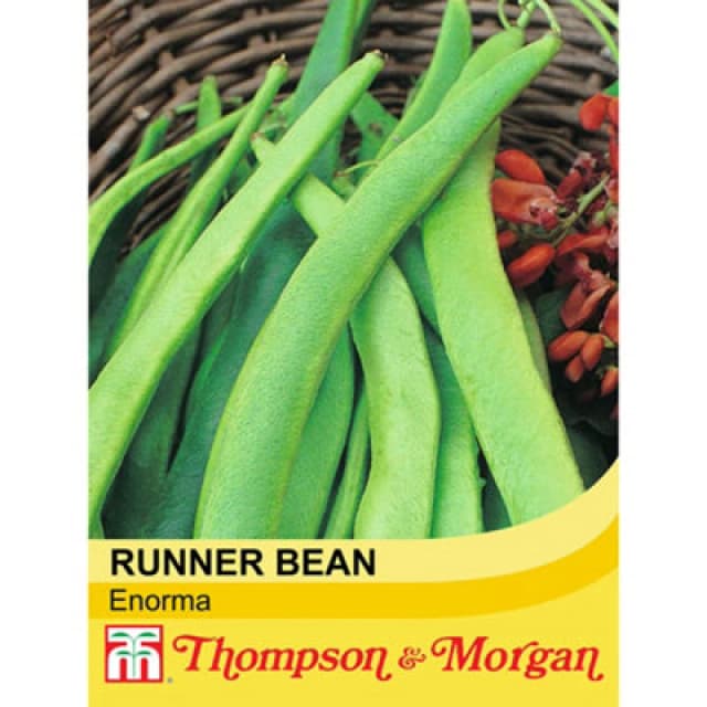 Thompson & Morgan Runner Bean Enorma 1 Seed Packet (40 Seeds)