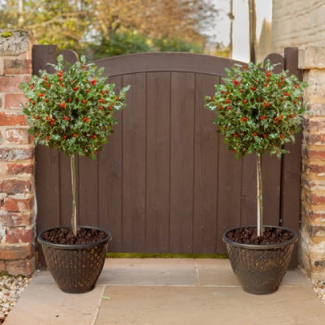 YouGarden Pair of Standard Holly Trees with Decorative Pots Plants 80cm Green 70651115000