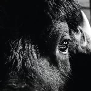 Pictorial by Killbody Tuning Vinyl Album