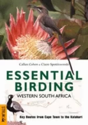 essential birding western south africa key routes from cape town to the kal