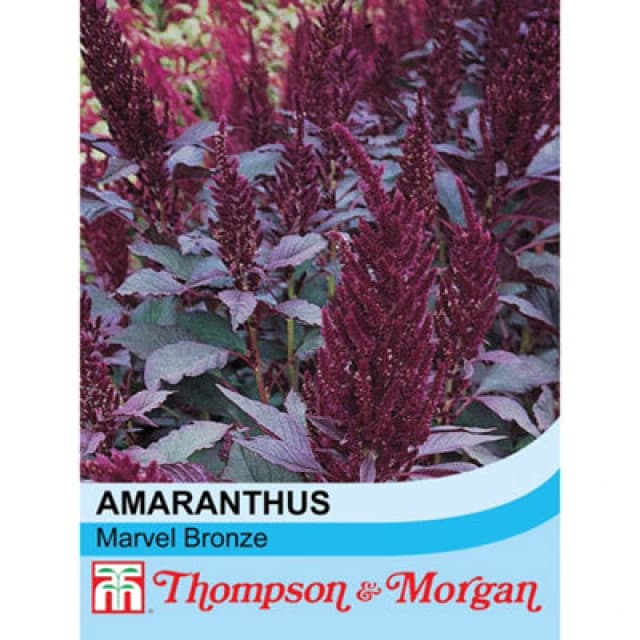 Thompson & Morgan Amaranthus Marvel Bronze 1 Seed Packet (500 Seeds)
