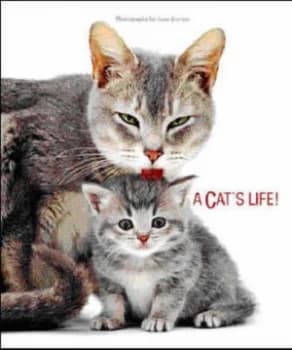 Cats Life Hardback