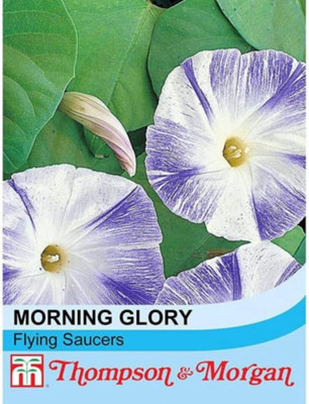 Thompson & Morgan Morning Glory Flying Saucers 1 Seed Packet (35 Seeds)