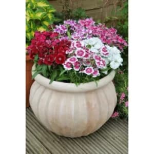20 Dianthus Festival Mix Garden Ready Plants